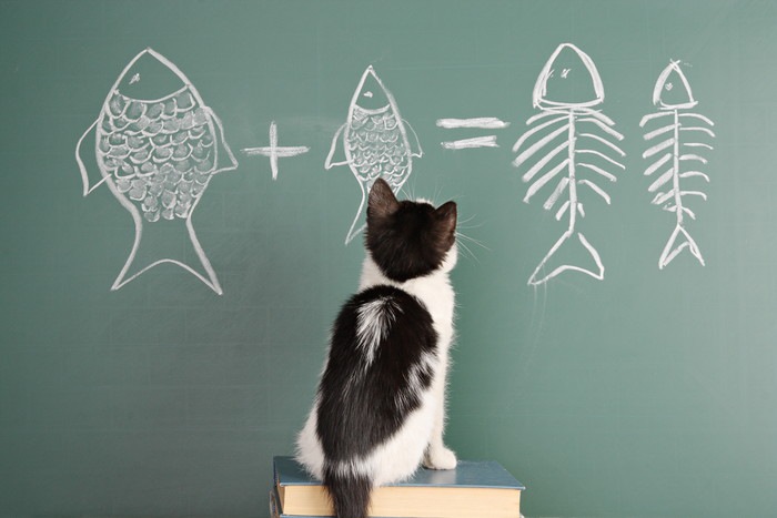 黒板に描いた魚を見る猫