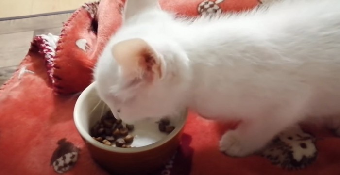 白猫の食事