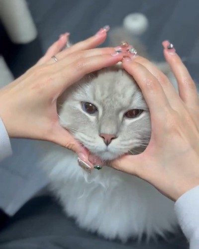 手で作った輪に顔を入れる猫