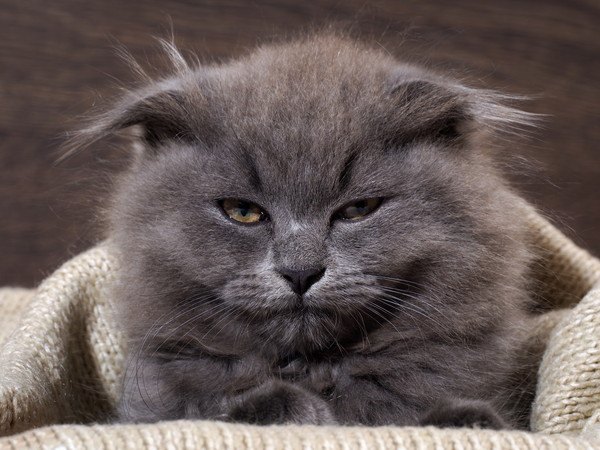 寝起きの灰色の猫