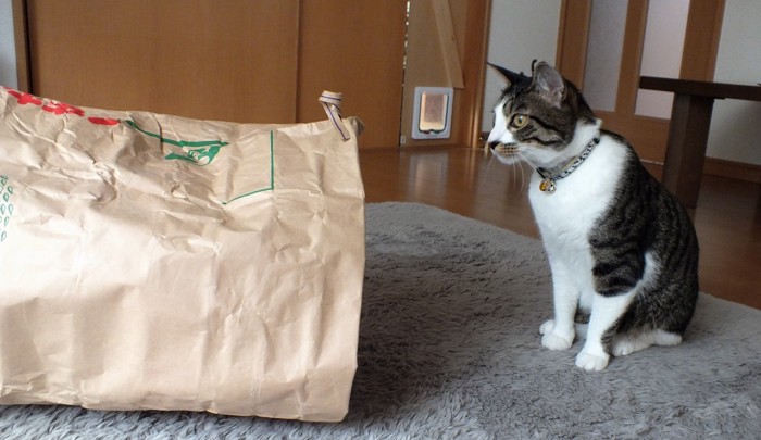 お米の袋を覗き込む猫