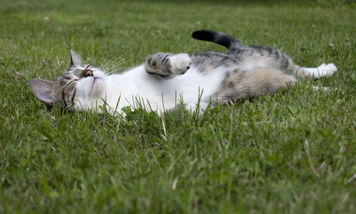 芝生の上で仰向けで眠る猫
