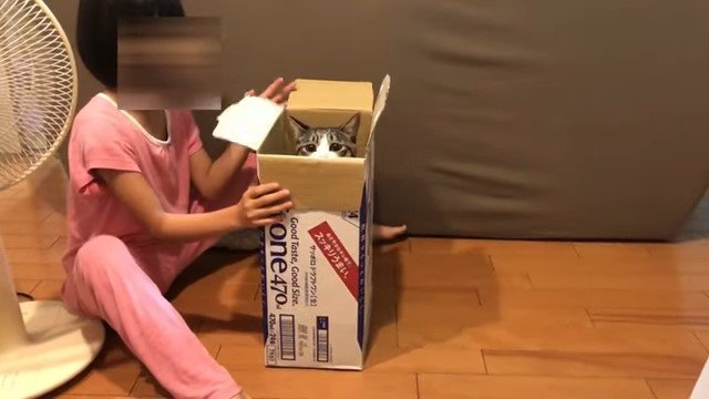 女の子と箱の中の猫
