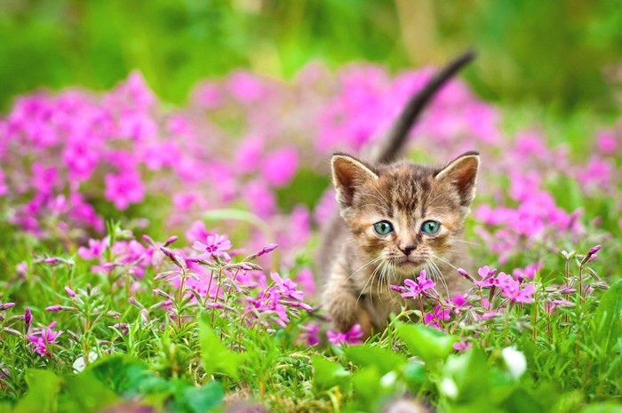 お花畑を歩く子猫