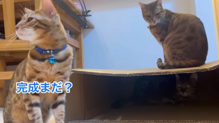 箱の中と上にいる猫