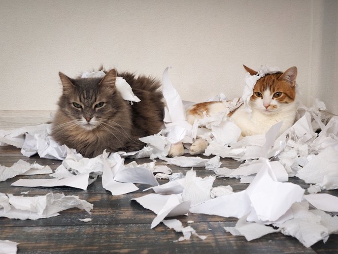 紙を散らかした二匹の猫