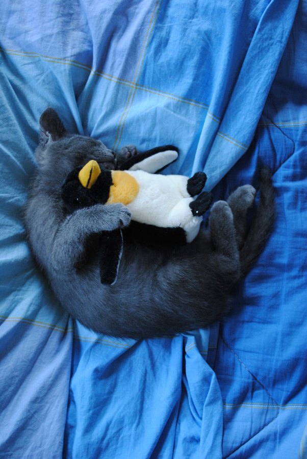 ペンギンのぬいぐるみを抱いて眠る猫