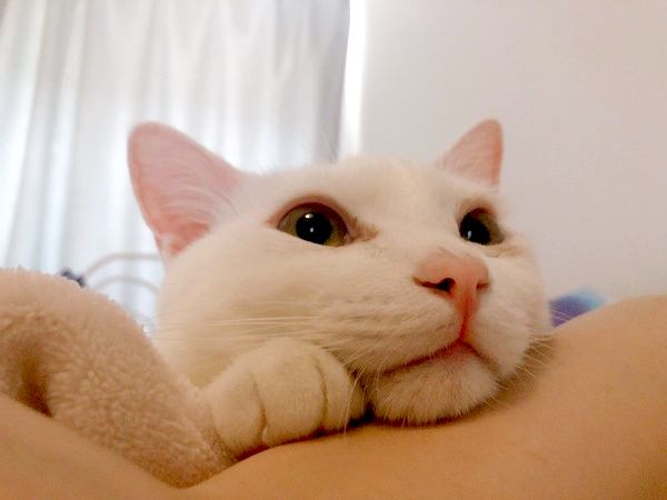 ウットリ顔の白猫