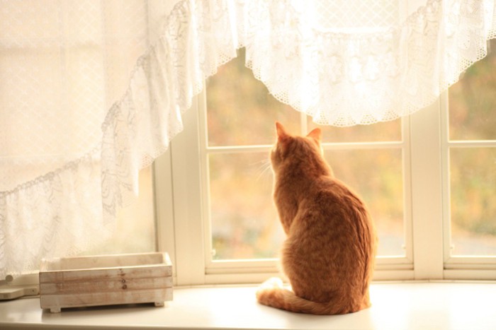 窓の外を見ている茶トラ猫