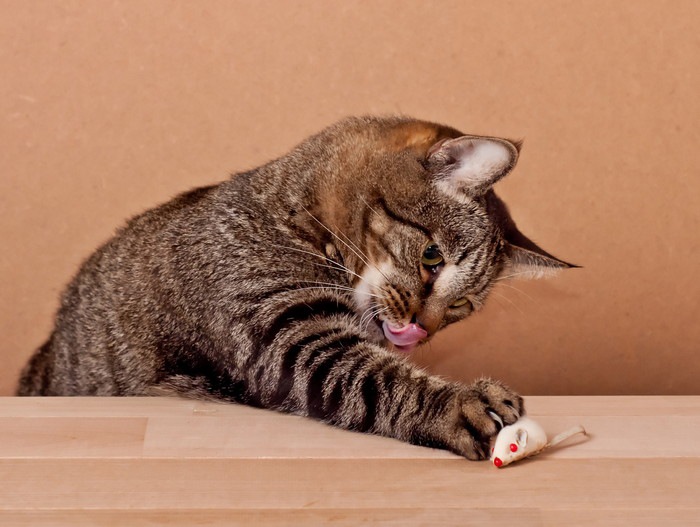 おもちゃのネズミを手に、舌なめずりをしている猫