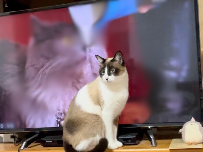 テレビの前を独占する猫