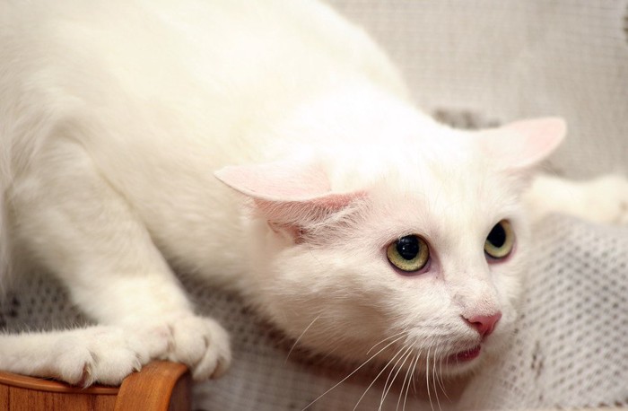 イカ耳をしている白い猫