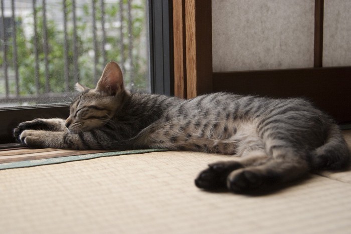 畳の上でのびている猫