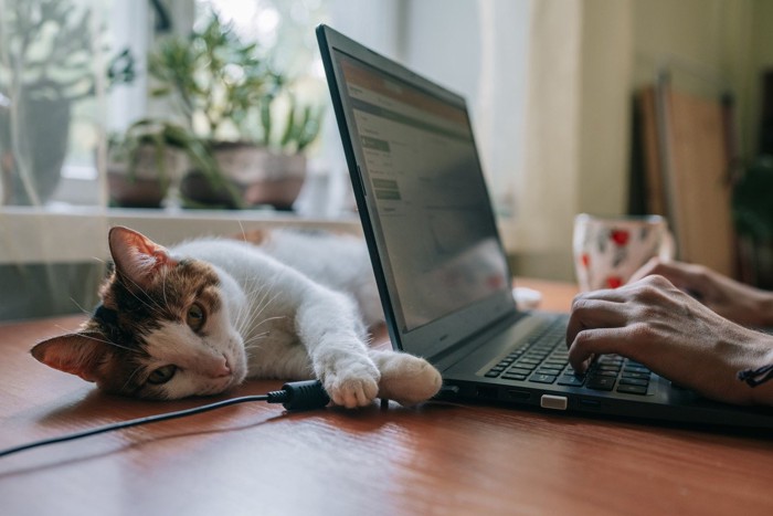 パソコンの電気コードに前足を乗せる猫