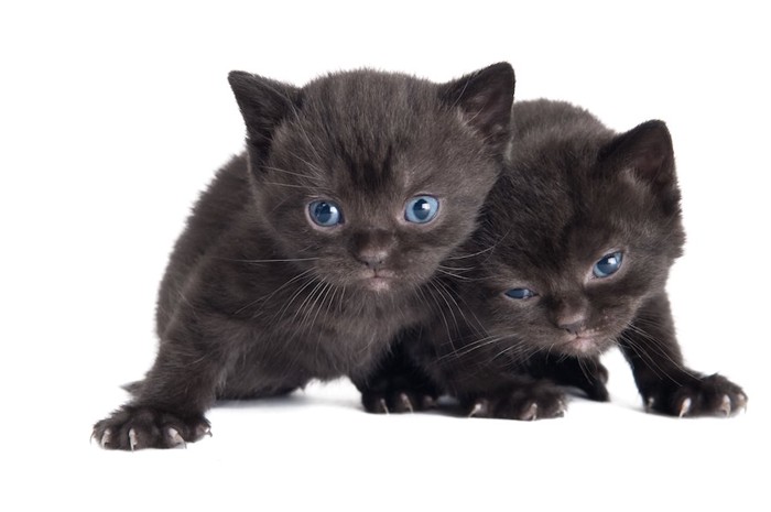 青い瞳のブリティッシュショートヘアの二匹の子猫