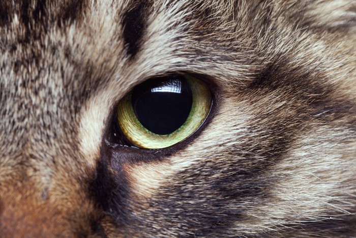 見つめる猫の目アップ