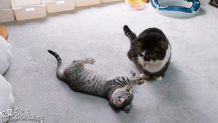 おすわりする猫と仰向けの子猫