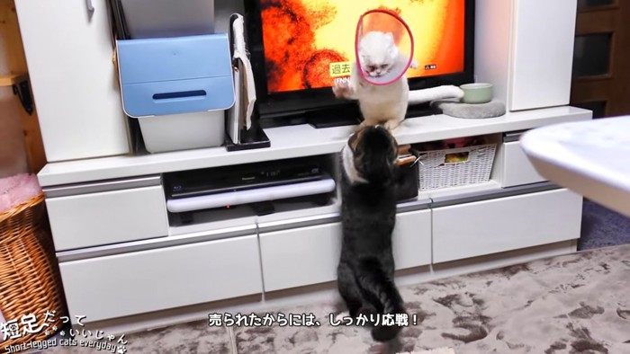 テレビの前でケンカする猫