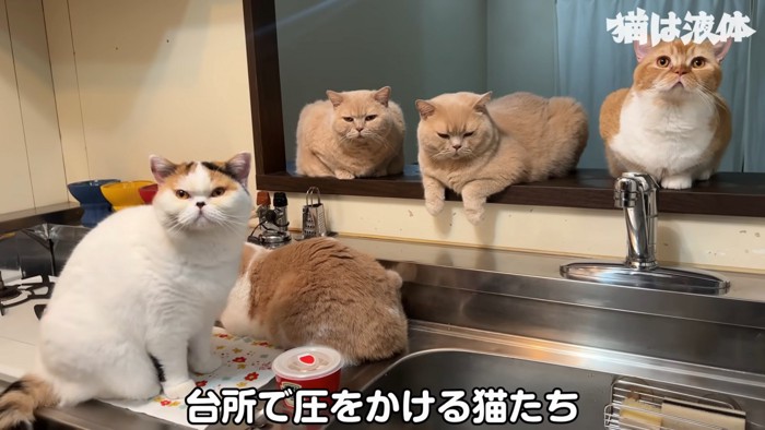 台所にいる5匹の猫