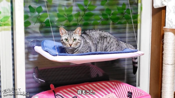 ハンモックに座る猫