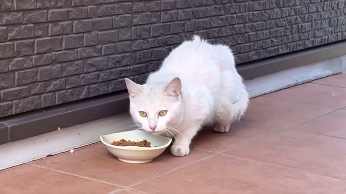 ごはんを食べる白猫
