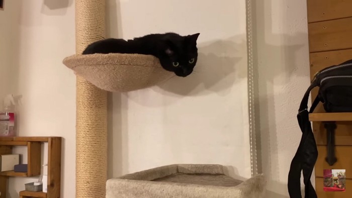 タワーの上の黒猫