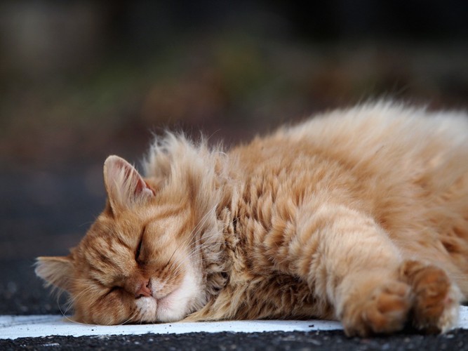 寝るフワフワの猫