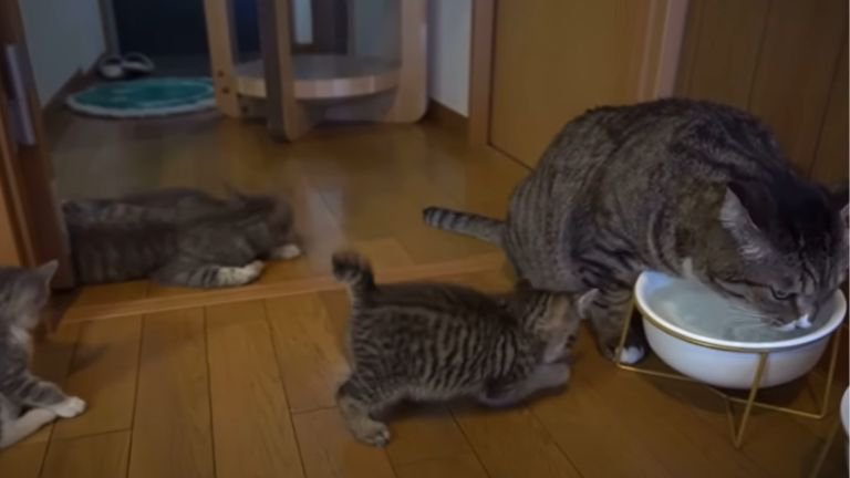 水を飲む成猫と近づく子猫たち