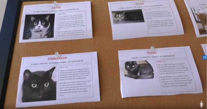 掲示板に貼られた猫の写真