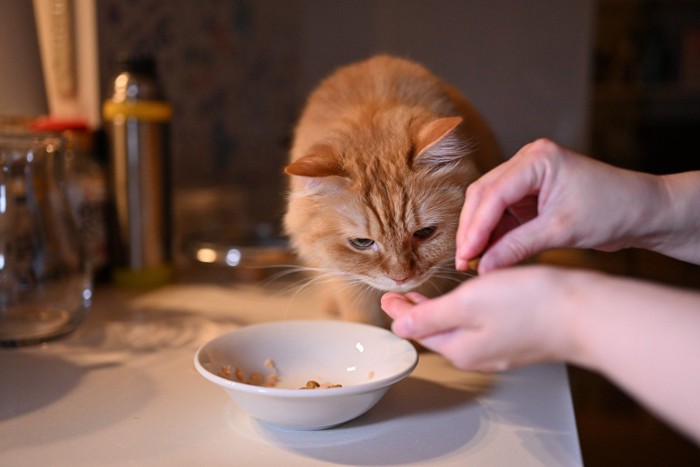 ご飯を貰う猫