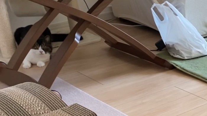 机の下からカメラを見る猫