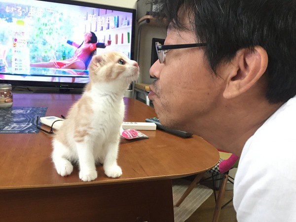 アメリカンカールの子猫に顔を近づける男性