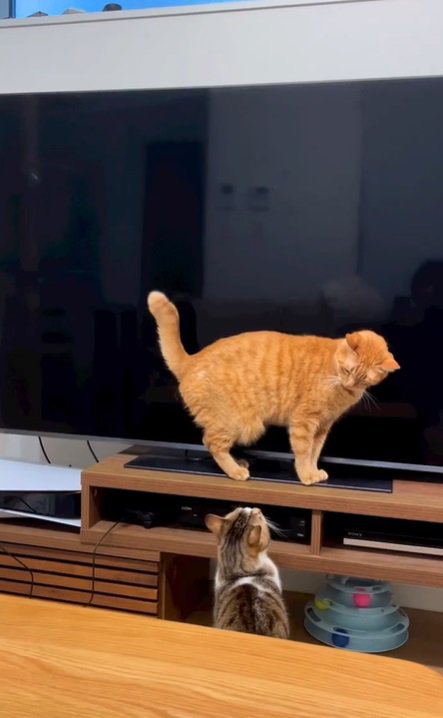 テレビ台の上と下の猫
