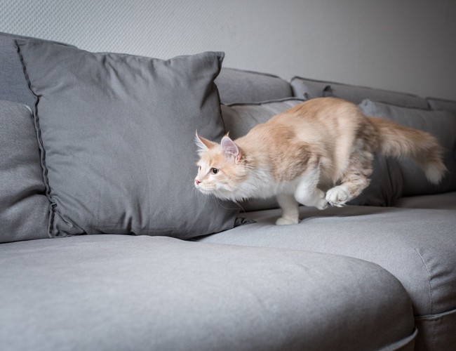 ソファの上を走る猫