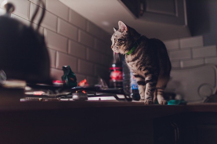 夜のキッチンにいる猫
