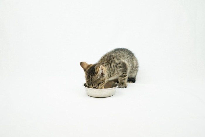 シルバーの器でご飯を食べる子猫