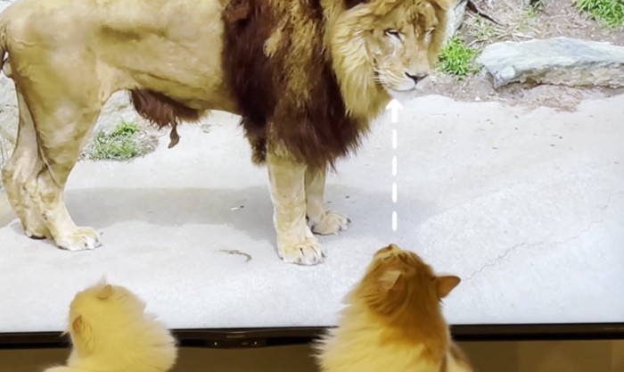 ライオンと目が合う猫