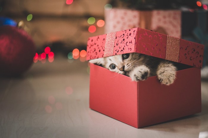 プレゼントボックスから顔を出す子猫