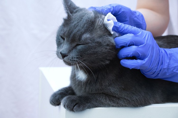 耳掃除虫の黒っぽい猫