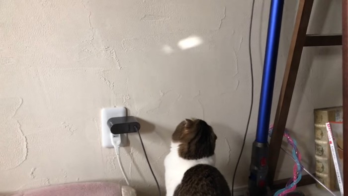 壁の光を見つめる猫