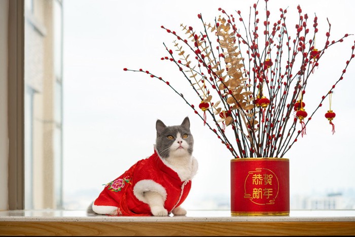 中国風の猫