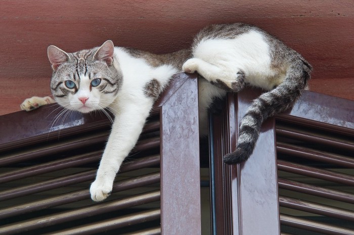 クローゼットの扉の上に登った猫