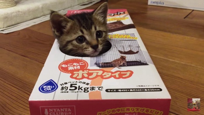 箱から顔を出す子猫