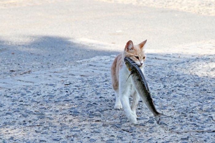 お魚をくわえたドラ猫