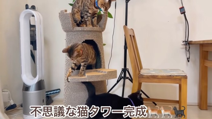 爪とぎの塔にいる3匹の猫