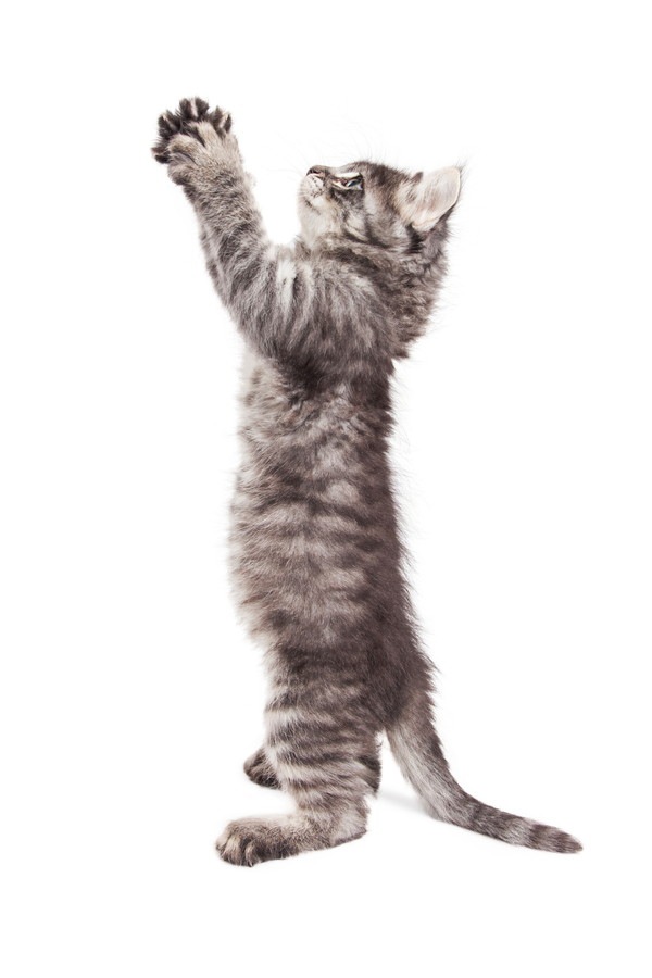 立ち上がって手を伸ばしている子猫