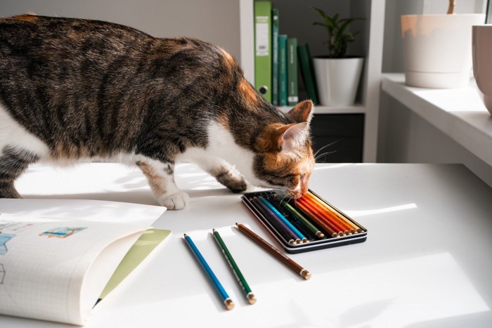 色鉛筆を見つめる猫