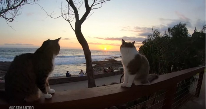 2匹の猫の間から見える日の出