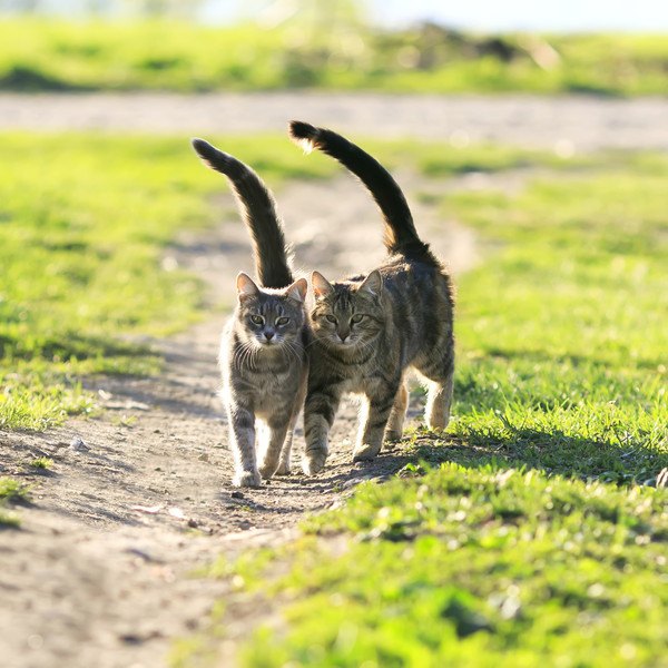 2匹の猫がくっついて歩いている