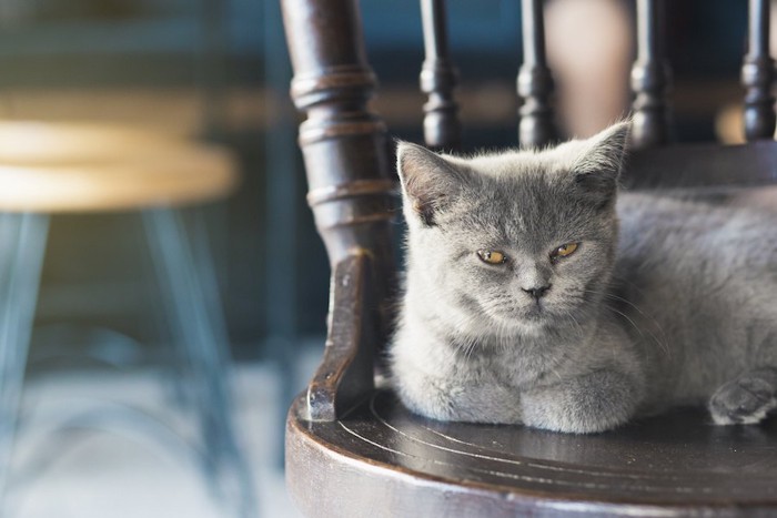 椅子の上でくつろぐロシアンブルーの子猫
